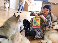 -Husky Go! 哈士奇体验馆·宠物咖啡厅狗咖