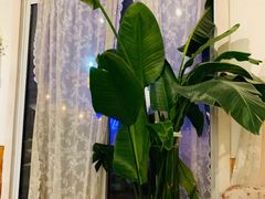 -秀儿家の小确幸花园西餐厅