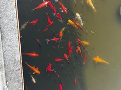 -梅园