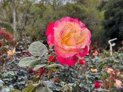 -人民公园(罗湖区)