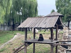 -石家庄市动物园