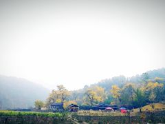 -千年银杏谷文化旅游区