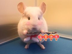 -瑞派·关忠动物医院·异宠专科·犬猫肿瘤·皮肤专科(望京店)