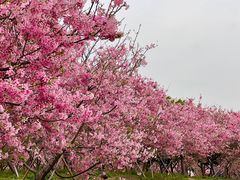 -天适樱花悠乐园