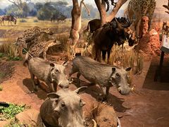 -陕西自然博物馆