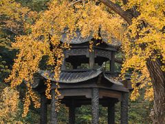 -千年银杏谷文化旅游区