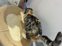 -爱洗澡的猫(望京店)