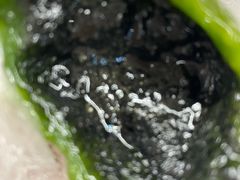 黑洋沙青团-王宝和酒家(黄浦店)