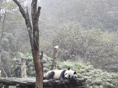 -都江堰中华大熊猫苑