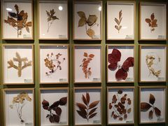 -杭州植物园