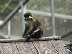-深圳野生动物园