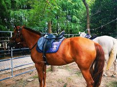 -上海海湾国家森林公园