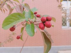 -东北师范大学(净月大街校区)