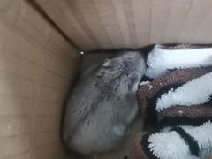 -北京观赏动物医院·24小时大型综合·猫专科·异宠专科
