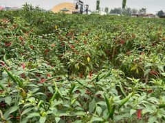 -中国天府农业博览园