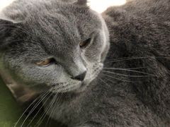 -猫猫幼稚园·撸猫·桌游·电玩