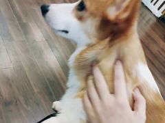 -柯斗斗主题餐厅·狗咖·围炉煮茶·茶饮(国瑞升平里店)