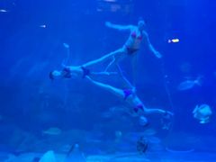 -烟台海昌鲸鲨海洋公园