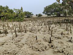 -北海金海湾红树林生态旅游区