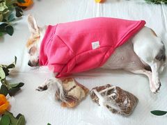 -哈尔滨银山宠物天堂殡葬服务机构