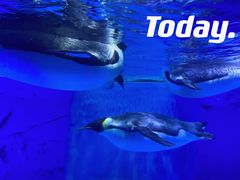 -海合安成都极地海洋公园