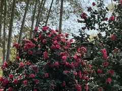 -木子山庄·安徽省老字号·中国炖锅宴
