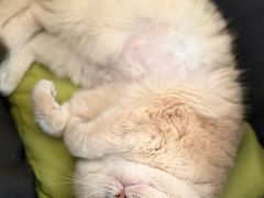 -纳吉亚猫专科动物诊疗中心(蒋宅口分院)