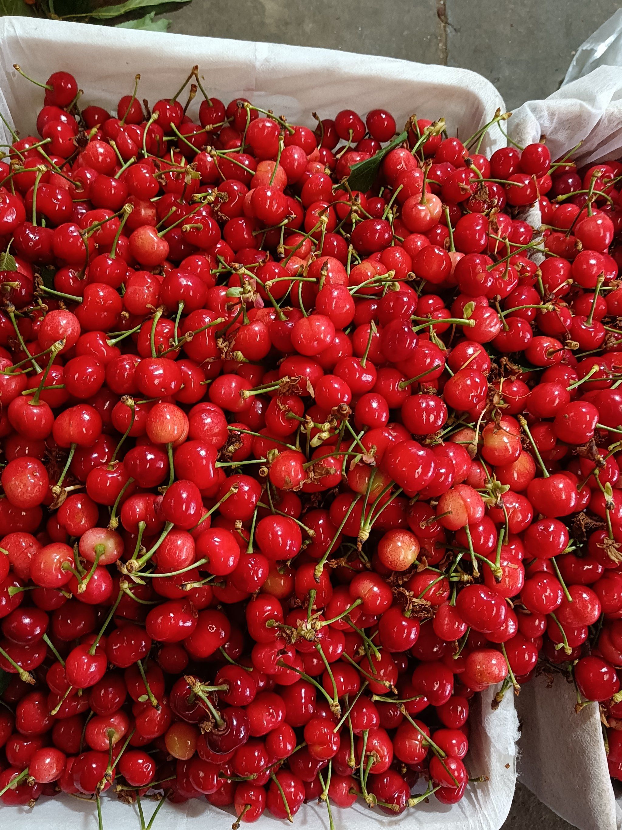 又到了吃樱桃的季节