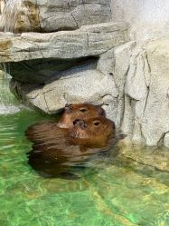 -Zoolung Zoolung动物主题公园(海信广场店)