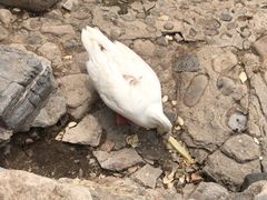 -静之湖湖畔餐厅