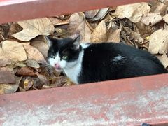 -上海佘山国家森林公园天马山园