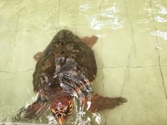 -广东惠东海龟国家级自然保护区