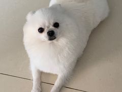 -帕帕拉兹宠物(亚洲旗舰店)