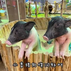 点击看大图 -七巧国萌宠乐园(龙湖天街店)