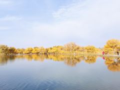 -金塔沙漠胡杨林景区