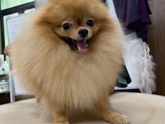 -鑫艺宠物美容培训学校