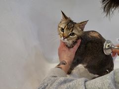 -momokira米努特·德文卷毛猫·棉花面纱犬