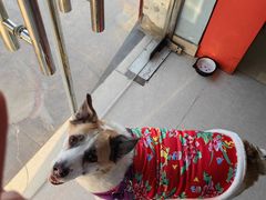 -瑞派福兴宠物医院犬猫全科·骨科·中西医结合(河东店)