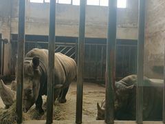 -石家庄市动物园