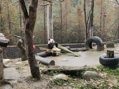 -都江堰中华大熊猫苑