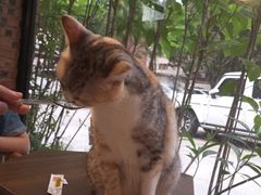 -豆逗聊愈猫阁Easy Life