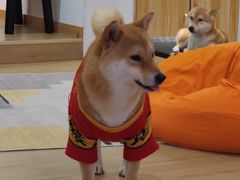-南京Hallo宠物乐园·哈罗犬舍·柴犬繁育基地