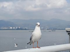 -滇池海埂公园