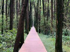 -同里国家湿地公园