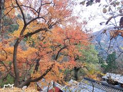 -北京上方山国家森林公园