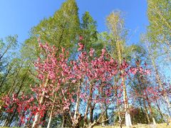 -大兴滨河森林公园