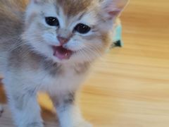 -猫十亿·布偶金渐层·曼基康矮脚猫舍(青年路店)
