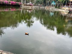 -西双版纳原始森林公园