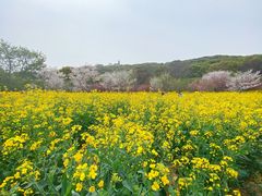 -苏州上方山国家森林公园