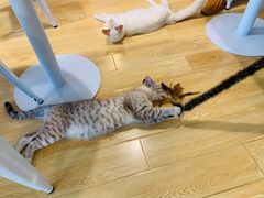 -Cappucimeow猫咪咖啡馆(韦伯时代店)